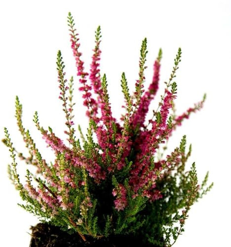 Brezo o Calluna Natural la Planta Arbustiva que es un Clásico de la Navidad