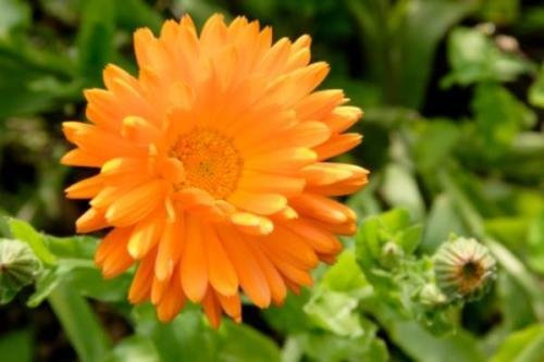 33G Fiesta Gitana Calendula Semi ~ Wholesale 5200 Seed Officinalis Gathering : Seeds Only