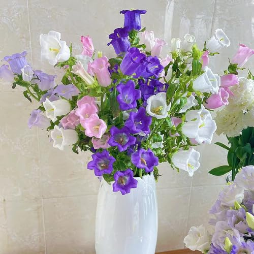 semi di campanula, perenni resistenti, decorativi tappezzanti giardino 300pcs