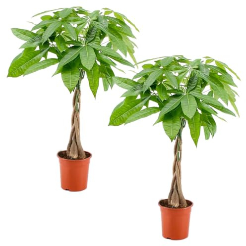 Bloomique - 2er-Set - Pachira Aquatica - Glückskastanie - Zimmerpflanzen - Luftreinigend - Pflegeleicht - Höhe 50-60 cm - Topf 17 cm