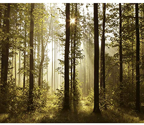 decomonkey Premium Fototapete Wald 350x256 cm Tapete Fototapeten Vlies Tapeten Vliestapete Wandtapete moderne Wand Wandbild Schlafzimmer Wohnzimmer Landschaft Baum Natur