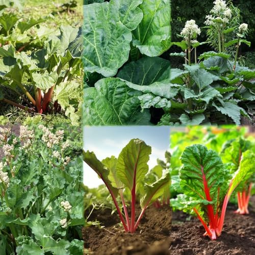 rhabarber winterhart dachbegrünung winterharte kübelpflanzen rhabarber gemüsebeet kräutersamen kräutergarten balkon hochbeete für garten bio gemüsepflanzen 150samen