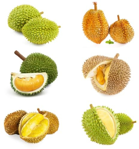 Semi di durian, frutteto per il giardino da frutto resistenti da giardino roccioso serre balcone nani resistenti 20pcs