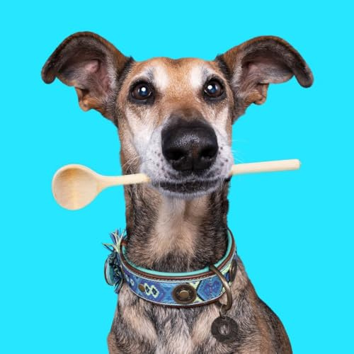 Dog with a Mission - Hundehalsband XS | Farbenfroh in Blau und Türkis | Boho, Ethno, Ibiza, Hippie | Für kleine Hunde | Handgemacht | Modisch und Bunt | Aus weichem Echtes Leder | 2 cm Breit