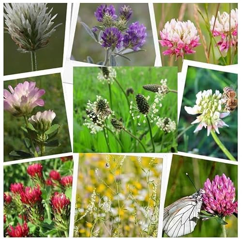 Clover Seed 9 Types New Area or Over Seeding Lawn Green Manure Fast Grow Flowers (100, Grams)