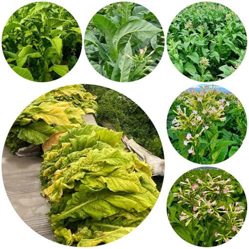 semi di tabacco biologici - aiuole rialzate giardino perenni resistenti 100pcs