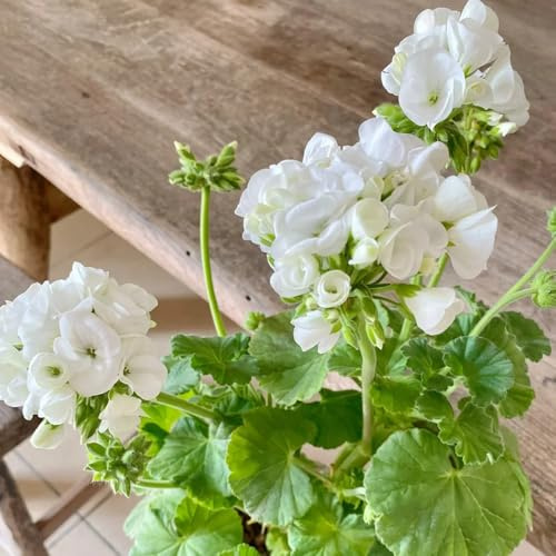 geranien winterharte stauden für pralle sonne zimmerpflanze zimmerbonsai bonsai indoor kräutergarten schnittblumen blumendeko balkon garten kräutersamen kräuterpflanzen mehrjährige 75samen