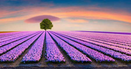 Cuadro de madera de 80 x 40 cm: árbol solitario en medio de un campo de flores de jacinto en flor. Fantástica escena matutina en la granja de flores (158440197)