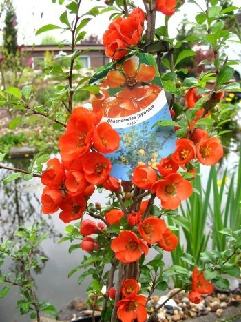 nordische Zitrone Chaenomeles japonica Cido -R- 30-40 cm hoch 3 L Topf | Winterhart, robust & pflegeleicht – bienenfreundlich mit essbaren Früchten, ideal für Beet, Hecke & Garten