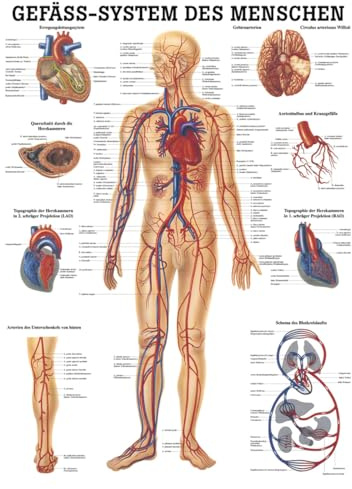 Sport-Tec Gefäßsystem Mini-Poster Anatomie 34x24 cm medizinische Lehrmittel