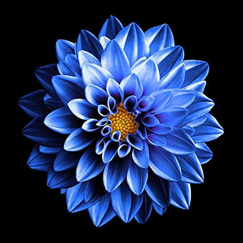 FStening 2 Pezzi Blu Dalia Bulbi Fiori Naturali Facile Da Piantare Cimelio Da Esterno La Forte Adattabilità Ha Un Valore Ornamentale