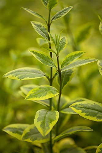 Ligustrum ovalifolium 'Aureum' 125 cm – Winterhart, Mehrjährig, Pflegeleicht – Goldliguster – Heckenpflanze für Garten & Sichtschutz