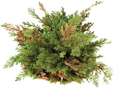 1 große Jericho Rose (6/9 cm) in Geschenkbox - mit Untertasse aus PVC Selaginella lepidophylla Jerico Gericho - Versand in stabilem Karton
