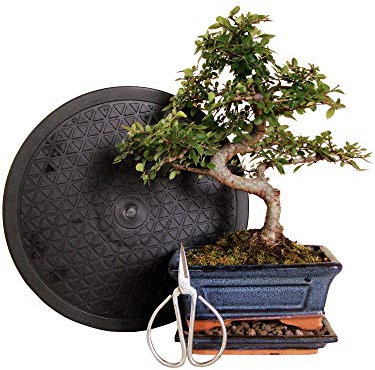 Anfänger Bonsai-Set Ulme - 4 teilig - ca. 30cm hoher Ulmen-Bonsai, 1 Schere, 1 Untersetzer, 1 Arbeitsdrehteller mit 25 cm Durchmesser