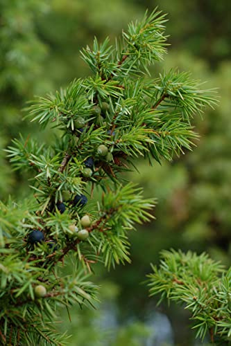 Green Future Pflanzenhandel Gemeiner Wacholder Juniperus communis Pflanze 25-30cm Heide-Wacholder Feuerbaum