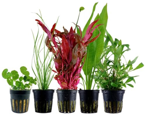 AquaOne Aquarium Pflanzen I 5X Wasserpflanzen I Hintergrund Aquarienpflanzen I Alternanthera Echinodorus Cyperus Hydrocotyle Hygrophila I Set mit 5 Hintergrundpflanzen