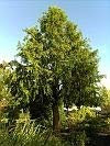 Metasequoia glyptostroboides - Urweltmammutbaum - Chinesisches Rotholz - 150-175 cm