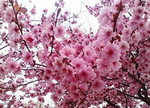 Germinazione dei semi: 1 confezione di circa 20 pezzi Pink Cherry Blossoms albero semi di ciliegio Seed Colore Seeds ONLY