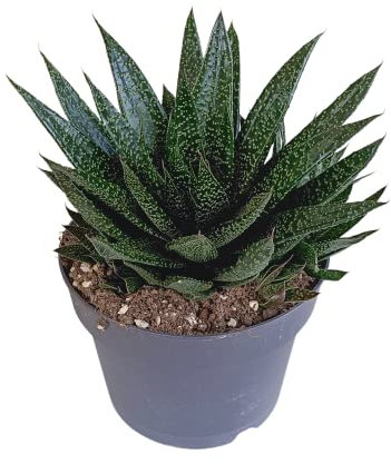 Succulenta | Gasteria 'd Due | 1 pezzo | Ø 17 cm | ↕ 30-40 cm | Pianta d'appartamento di facile manutenzione