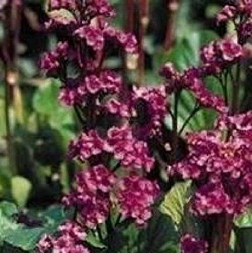 Portal Cool Bergenia – Cordifolia Red Beauty – 50 Semi