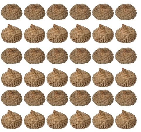 Getrocknete Eicheln 50 Stück Natürliche Eichelkappen | Naturschale, Bruchsicher, für Partydeko und Fotorequisiten im Herbst