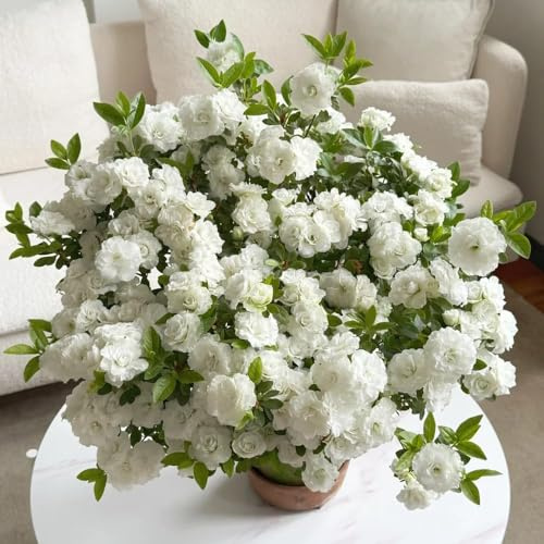 semillas de rododendro resistentes para jardín, jardín de decoracion jardin decorativas semillas del balcon 60pcs