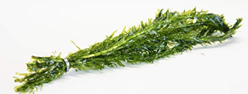 Lincolnshire Pond Plants Ltd - 5 Bunches of Elodea Densa Oxygenating Pond Plant (Weighted)