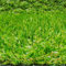 Tadi & Imperio1979 Corte Césped Artificial, Moqueta Terraza o Jardín de 20 MM Altura (70 X 100 Centímetros)