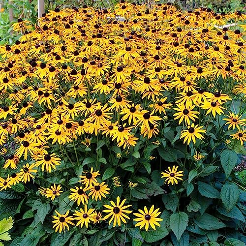susanne de ojos negros semillas - balcón jardín resistente silvestres 200pcs