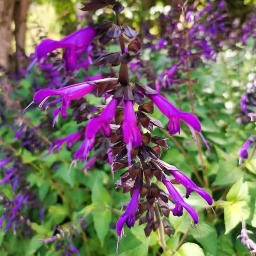 semillas de salvia resistentes, interior jardín 500pcs