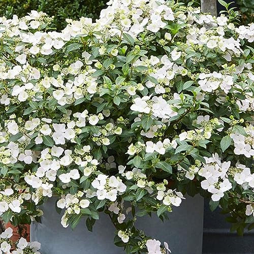 Hydrangea Runaway Bride - Garland Hydrangea - Plant in 5 L Pot
