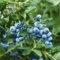 GreenboutiQ - Plante fruitière - Myrtille - Vaccinium corymbosum Goldtraube - Baie bleue - Sans épines - 2 plantes - Pot 11cm Hauteur 40cm