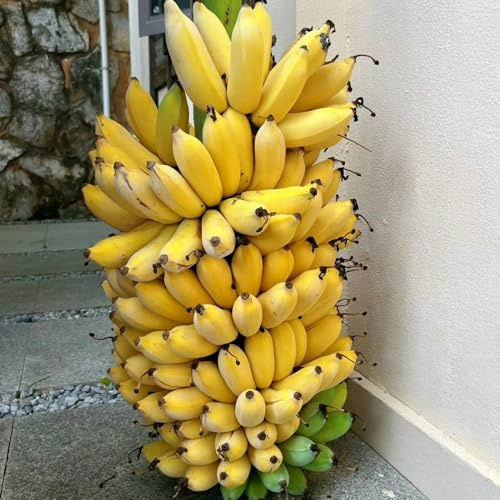 semi di banana - decorazione vecchie varietà giardino 30pcs