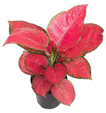 Aglaonema 'Red Joy' - Kolbenfaden Topf Ø 12 cm Höhe: 30 cm robuste, pflegeleichte, luftreinigendeZimmerpflanze