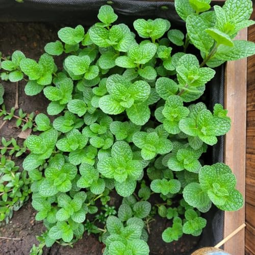 Semi di menta piperita - vecchie varietà per giardinieri menta raro giardino selvatiche resistenti 300pcs