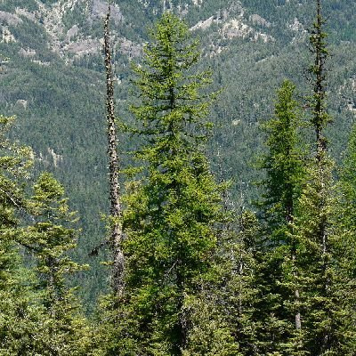 500 occidentali Semi Larice, Larix Occidentalis