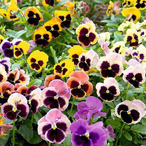 Pansy Giant Fancy Mixed Seeds – Hardy Perennial – Creates a Stunning Display in Your Garden – Must Have for Bedding & Hanging Baskets - for Your Beautiful Garden