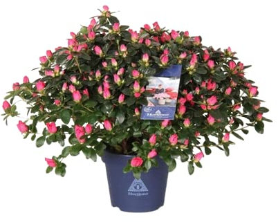 Azalea Planta Natural El Regalo Ideal para los Amantes de la Jardinería