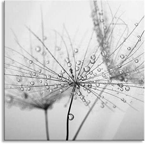 Pixxprint Glasbild, Wandbild auf Echtglas, Pusteblume bedeckt mit Tropfen, 40x40 cm, inkl. Aufhängung und Abstandshalter
