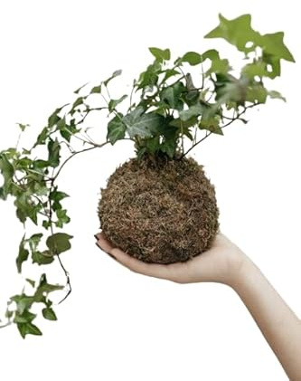 DECOALIVE |Hiedra| Kokedama Bola Musgo | Árbol Natural de Interior
