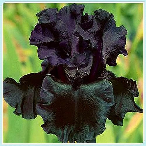 Iris Bulbs for Planting Now UK/Mix Golden Jade Carving Feels Perfect/UK Now Perennial/Strong Plants That Grow Well