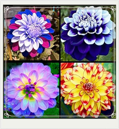 Dahlia Bulbs,Dahlia Tubers(Plant Bulbs,Wedding Flowers,Ornamental Flowers,Hardy Perennial,Garden Flowers)-5bulbs-b
