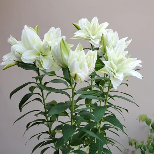 Lilien, gartenpflanzen blumenzwiebel stauden winterhart mehrjährig 2Zwiebeln
