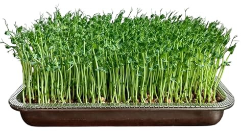 Generisch Grünpflanzen-Anzuchtschalen - Große Rostfreie Edelstahl-Aufbewahrung Für Gartenpflanzen,Kleine Anzuchtschale Für Pflanzen Und Sprossen | Für Gras Und Bohnen Innen Garten Zuhause Büro