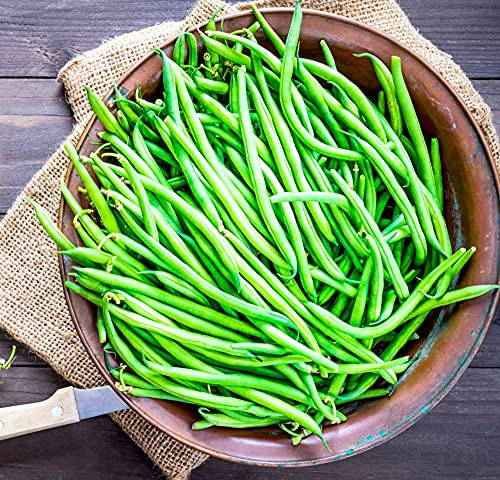 Bean Dwarf French Compass Green Garden Plant Half Hardy Annual Flowering Garden Plants Fruit Easy to Grow Your Own 1x Seed Packet by Thompson and Morgan.