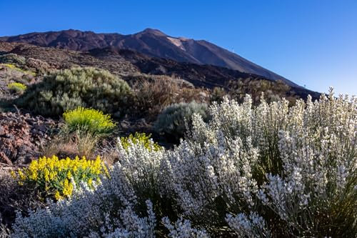 RP Seeds Cytisus multiflorus (White Spanish Broom) - 20 Seeds.