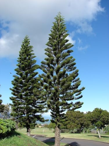 Säulen-Araukarie-Araucaria columnaris 5 Samen