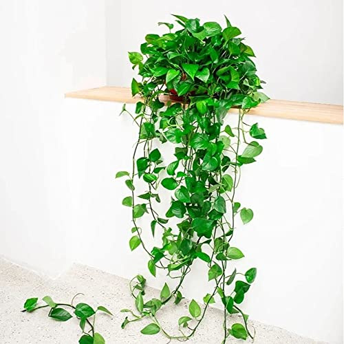 semi di edera - in vaso perenni pothos esotiche interno rampicanti 400pcs