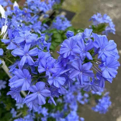 semillas de tallo de plumbago, Invernadero Balcón exóticas Resistentes raras decorativas 250pcs