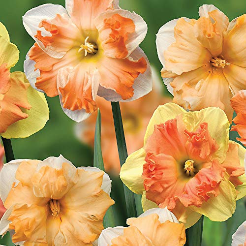 Narcissus Daffodil Rainbow Butterflies Mixed Garden Plant Hardy Bulb Garden Plants Easy to Grow Your Own 10x Bulbs by Thompson and Morgan